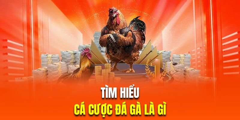 Tìm hiểu cá cược chọi kê trực tuyến