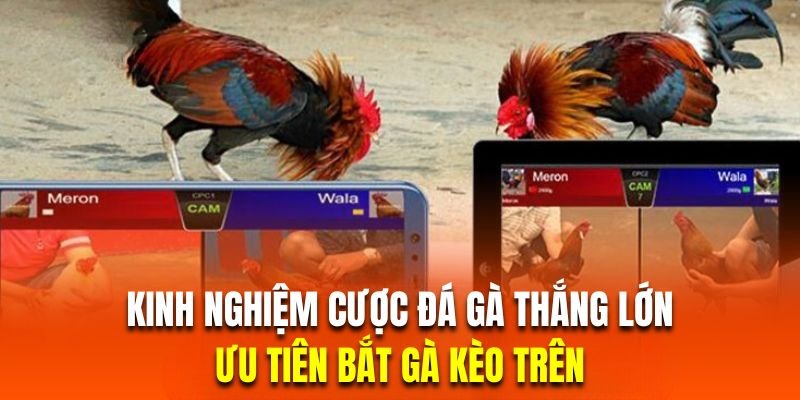 Hội viên cược đá gà nên ưu tiên bắt chiến kê kèo trên